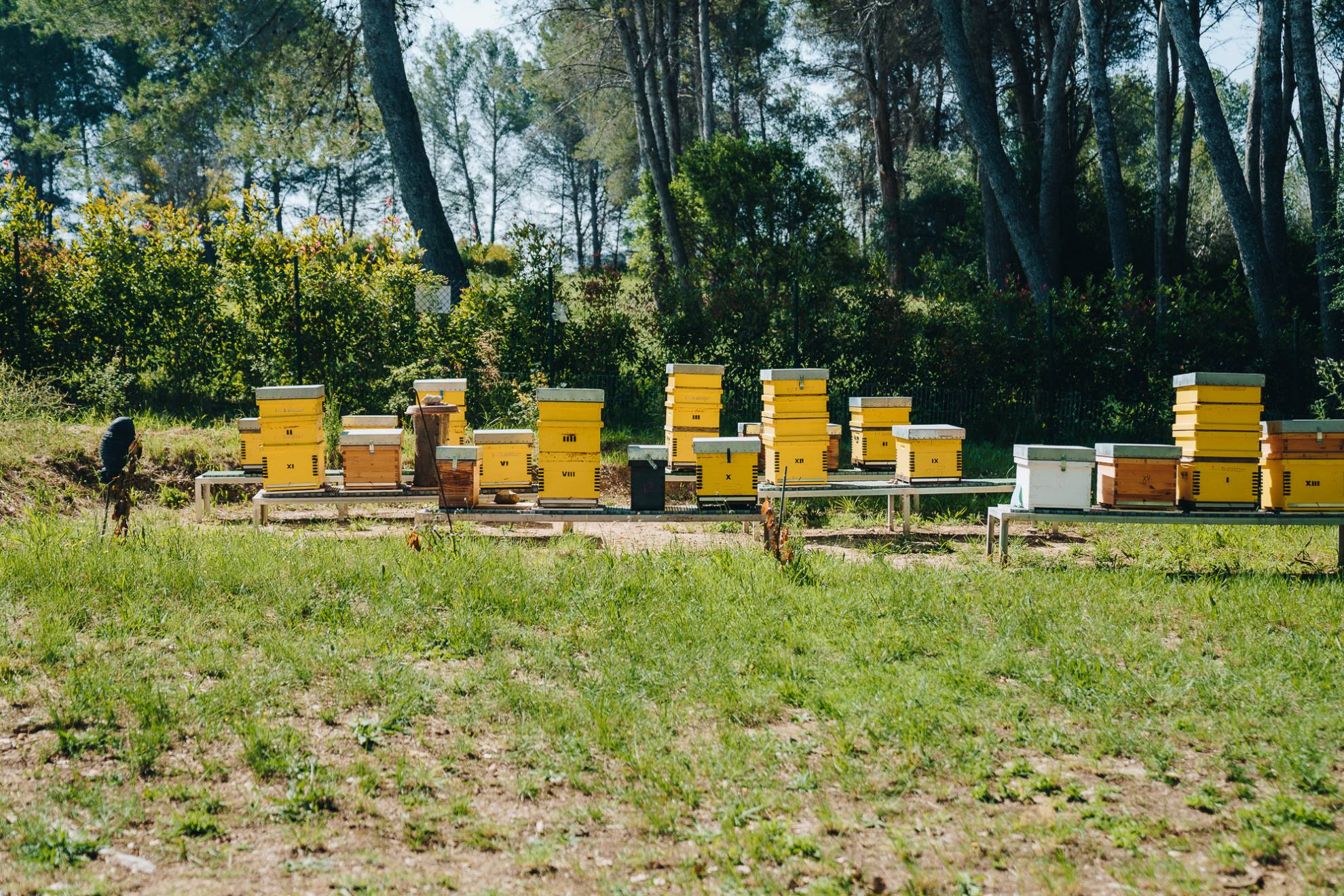 Colmenar UABEE Sardañola del Vallés
