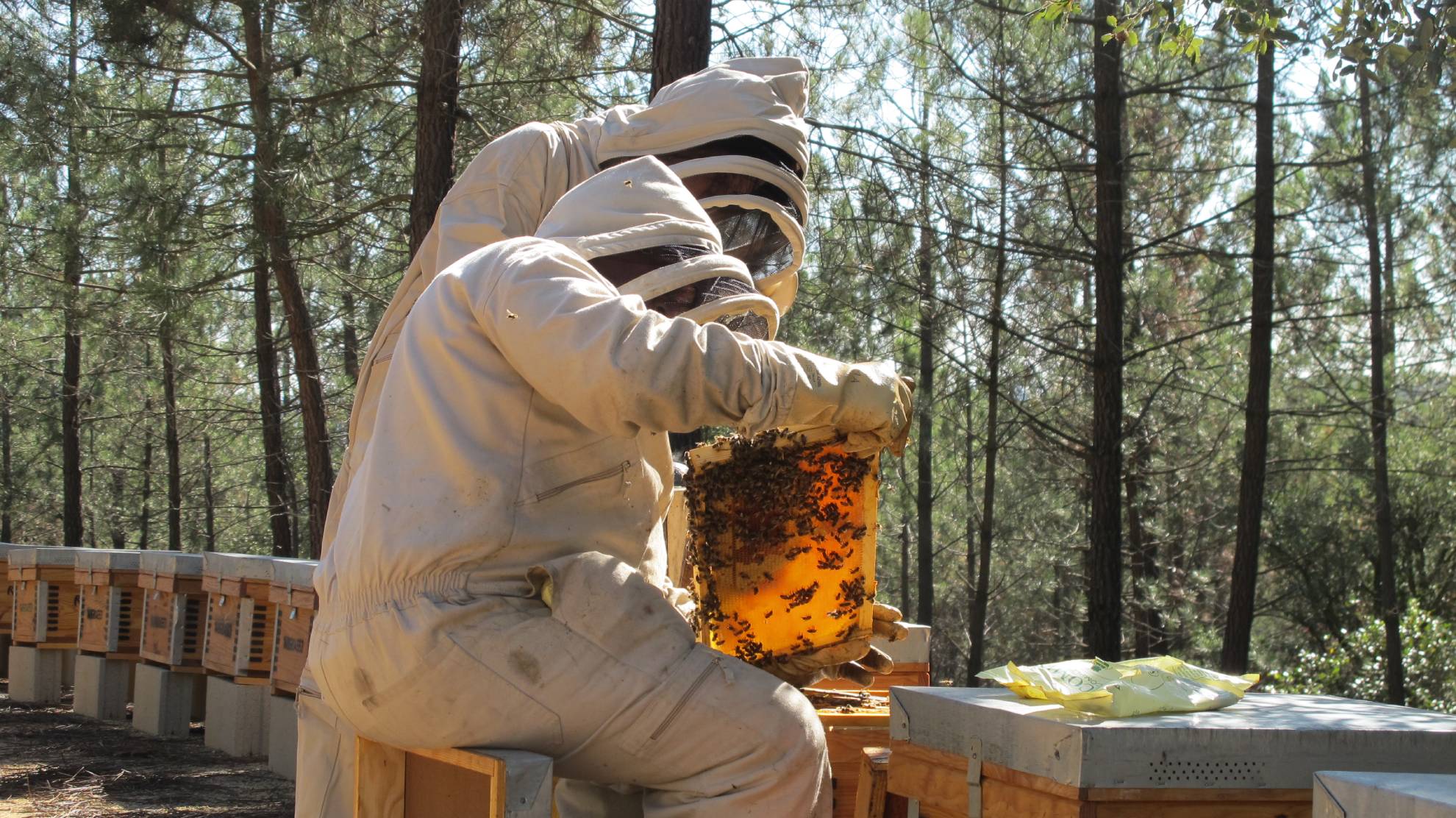Colmenas repoblación Riudarenes