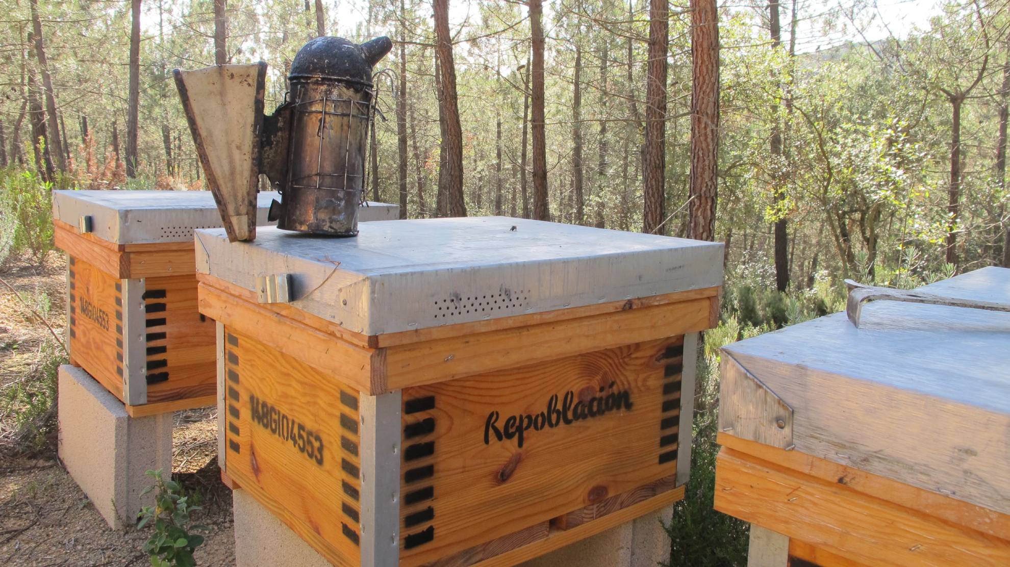 Colmenas repoblación Riudarenes