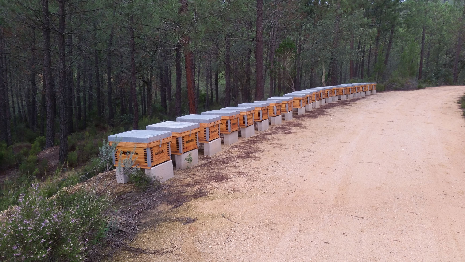 Colmenas repoblación Riudarenes