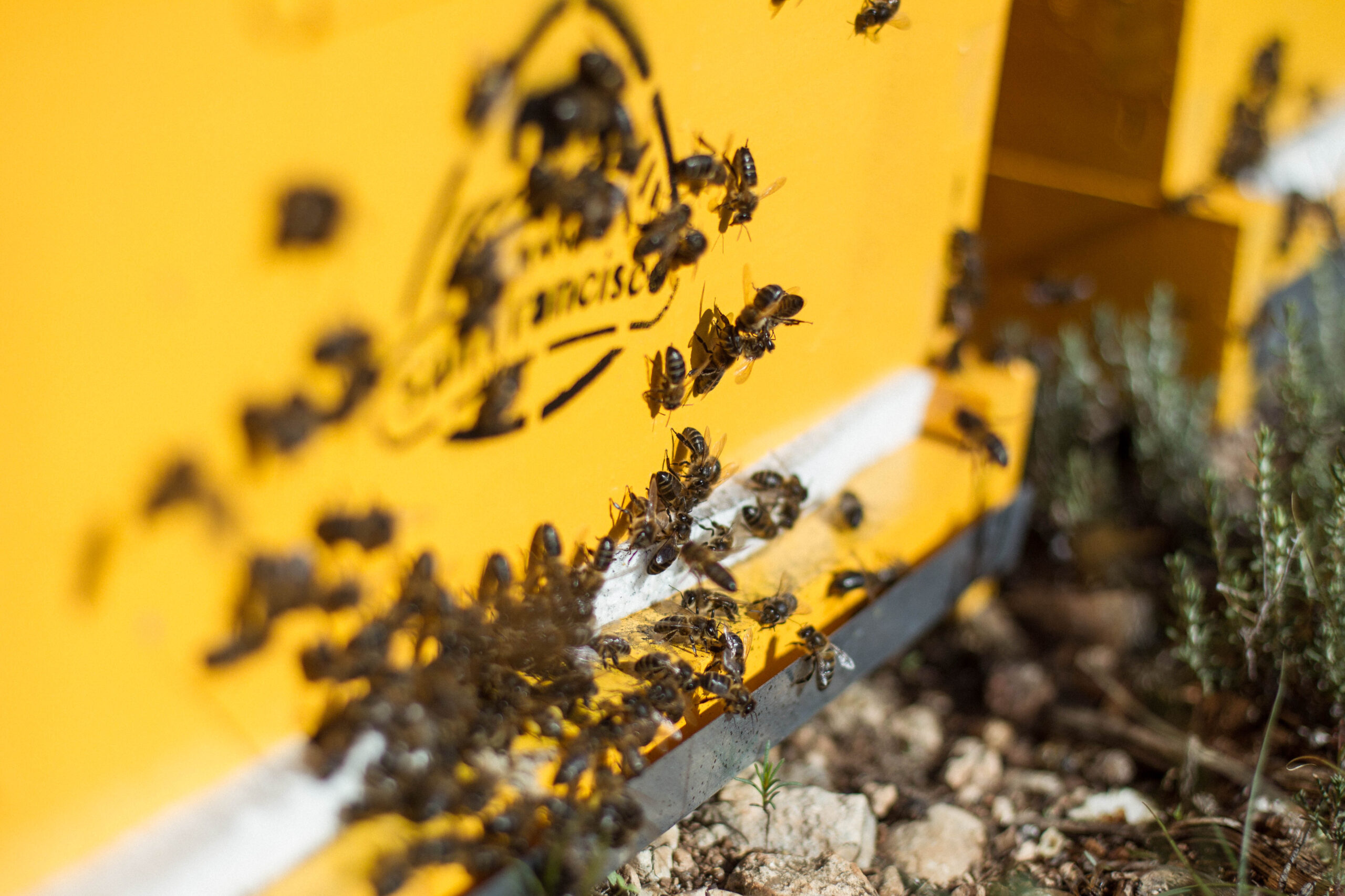 Colmenas de abejas en un apiario, donde las abejas elaboran miel de forma natural